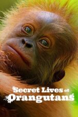 Nonton Film Secret Lives of Orangutans (2024) Subtitle Indonesia