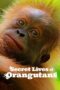 Nonton Film Secret Lives of Orangutans (2024) Subtitle Indonesia